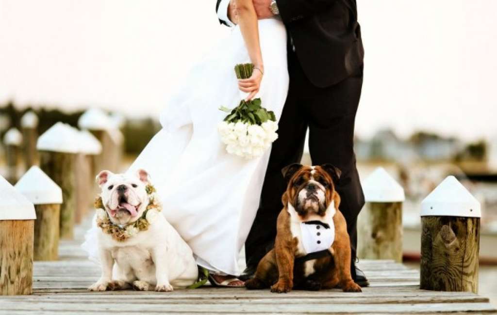 matrimonio-pet friendly