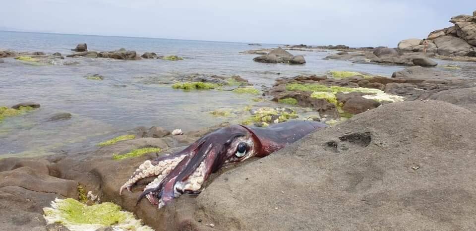 Che Succede Sulla Spiaggia Di Capo Plaja Ritrovato Un