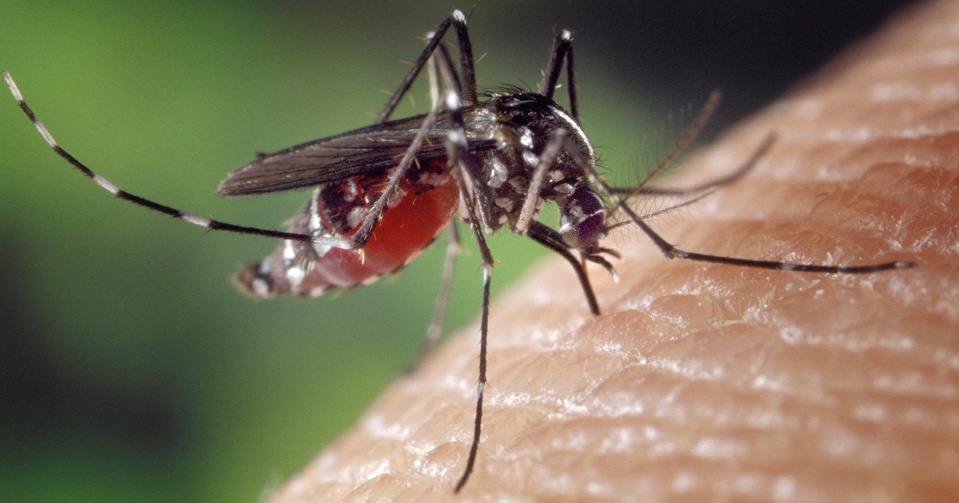 proteggersi dalle zanzare
