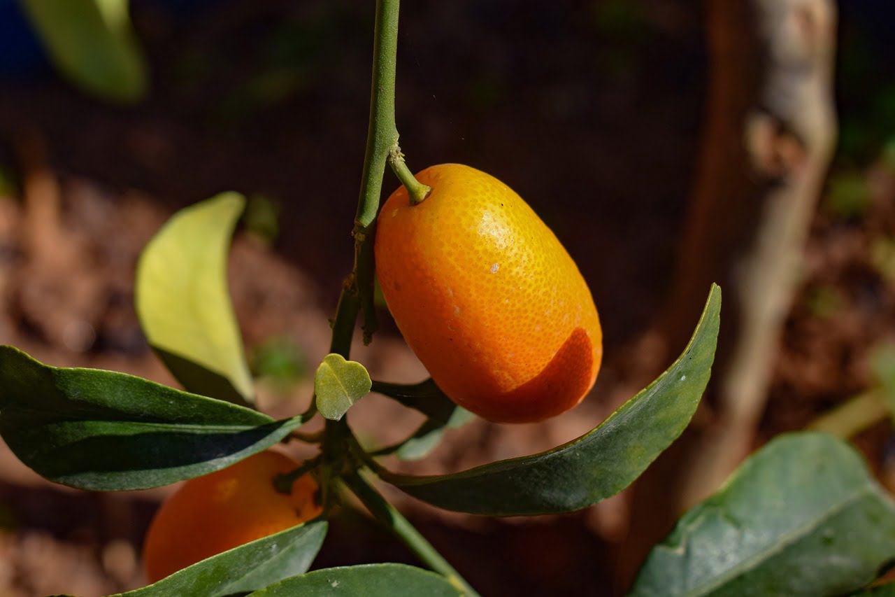 Mandarini amari. Fanno bene o male alla salute?