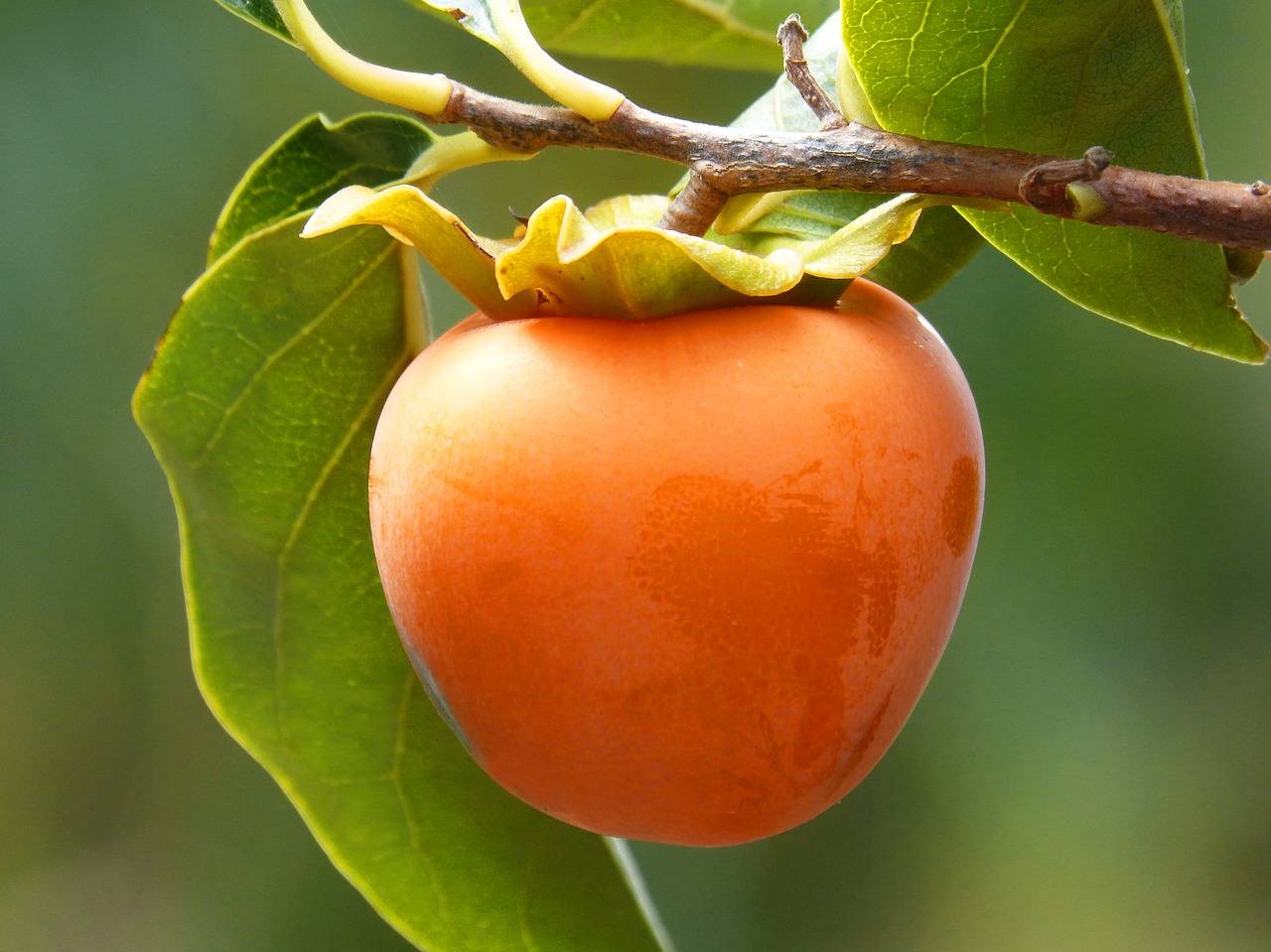 what-happens-to-people-who-eat-persimmons-with-blood-sugar-incredible