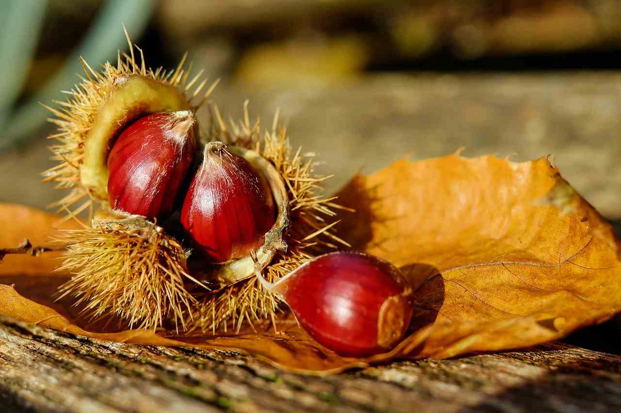 Non mangiare le castagne matte