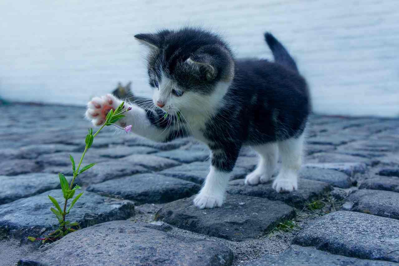 Il gatto ha fame