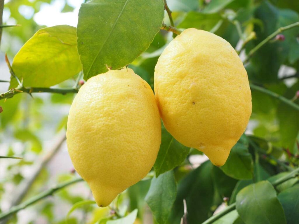 Il limone per la cura personale