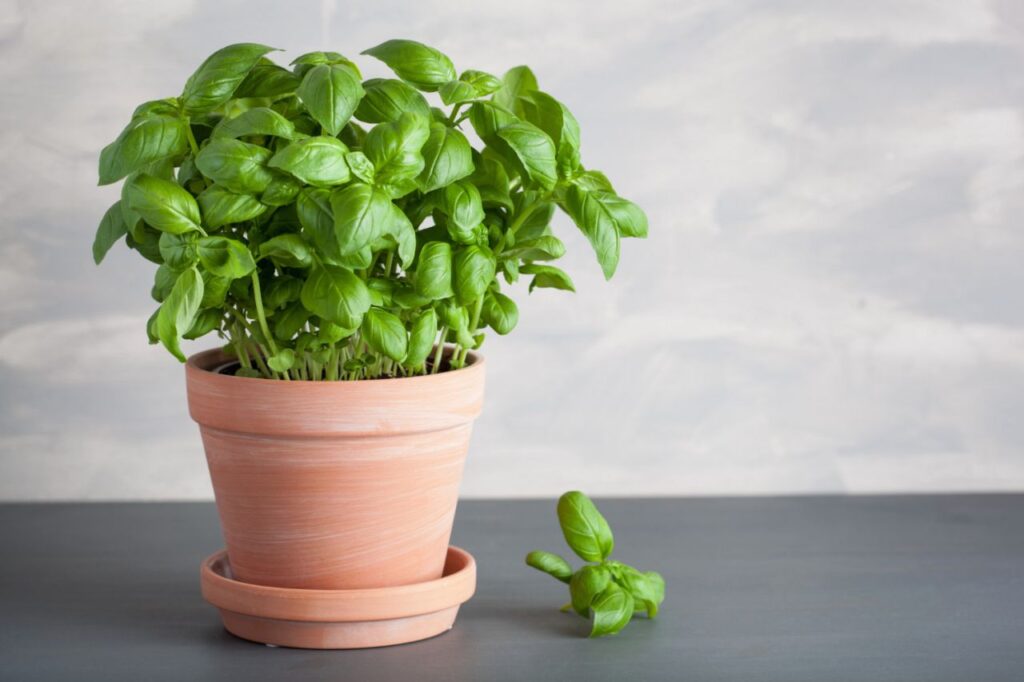 Come coltivare e mantenere un vaso di basilico sempre verde e rigoglioso sul tuo terrazzo