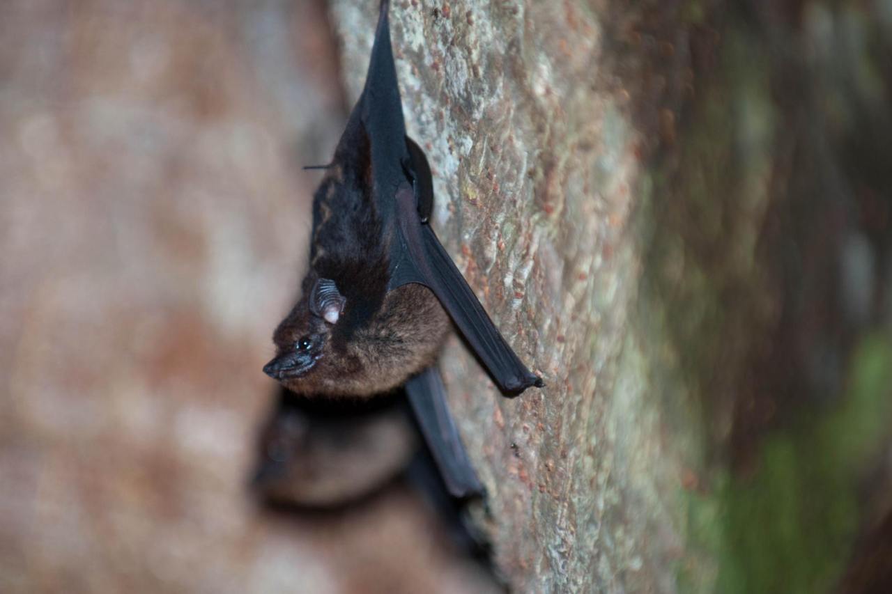 pipistrelli