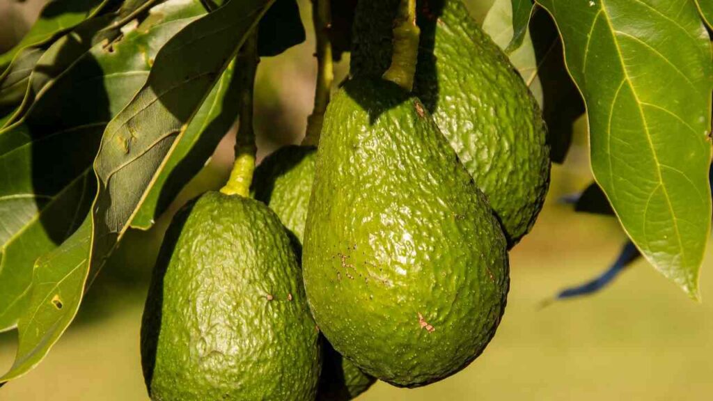 Come piantare l'avocado