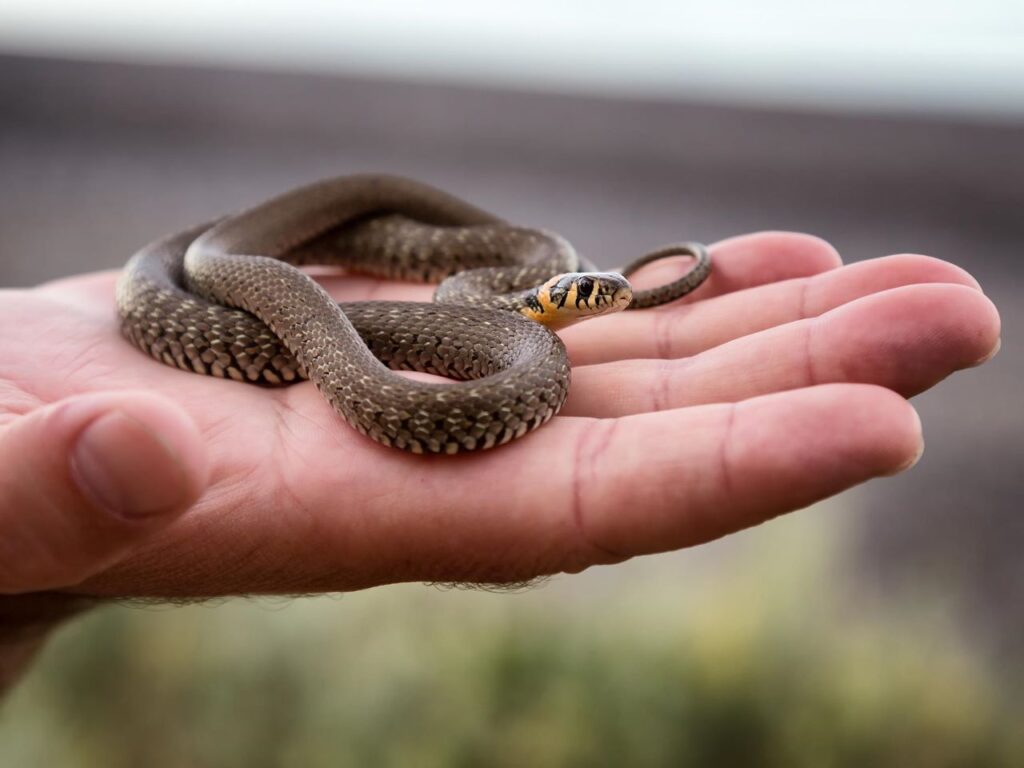 I serpenti sono animali estremamente antichi, presenti sul pianeta