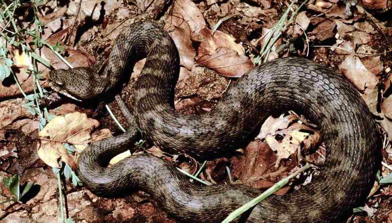 vipera in casa