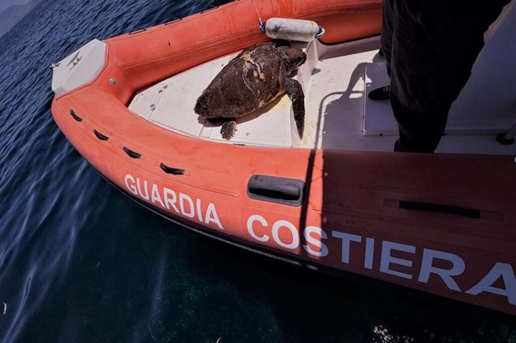 La Guardia Costiera di Porticello salva una tartaruga Caretta caretta