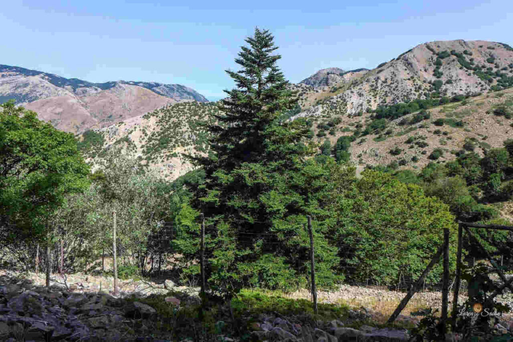 Nel Parco delle Madonie  operazioni di contenimento degli ungulati selvatici